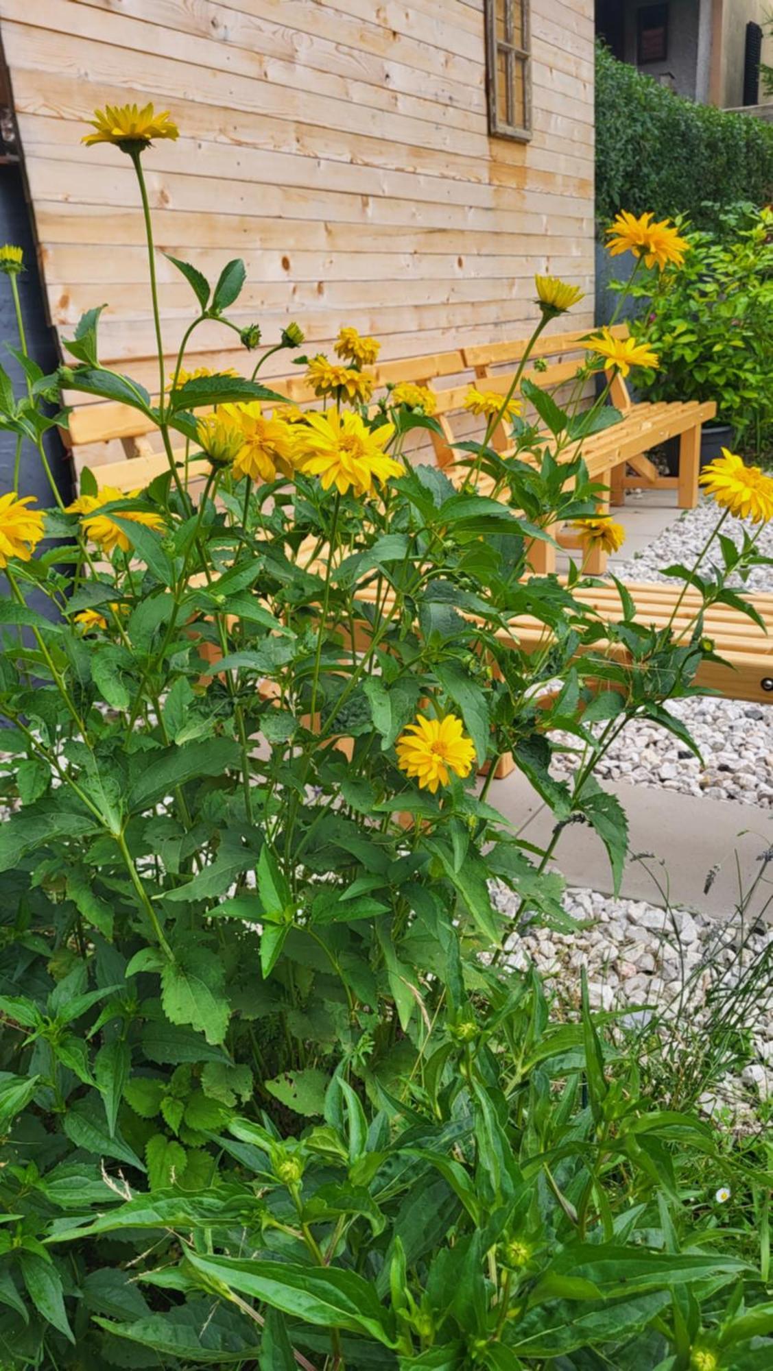 Apartament House Leska Kranjska Gora Zewnętrze zdjęcie